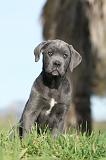 CANE CORSO 385